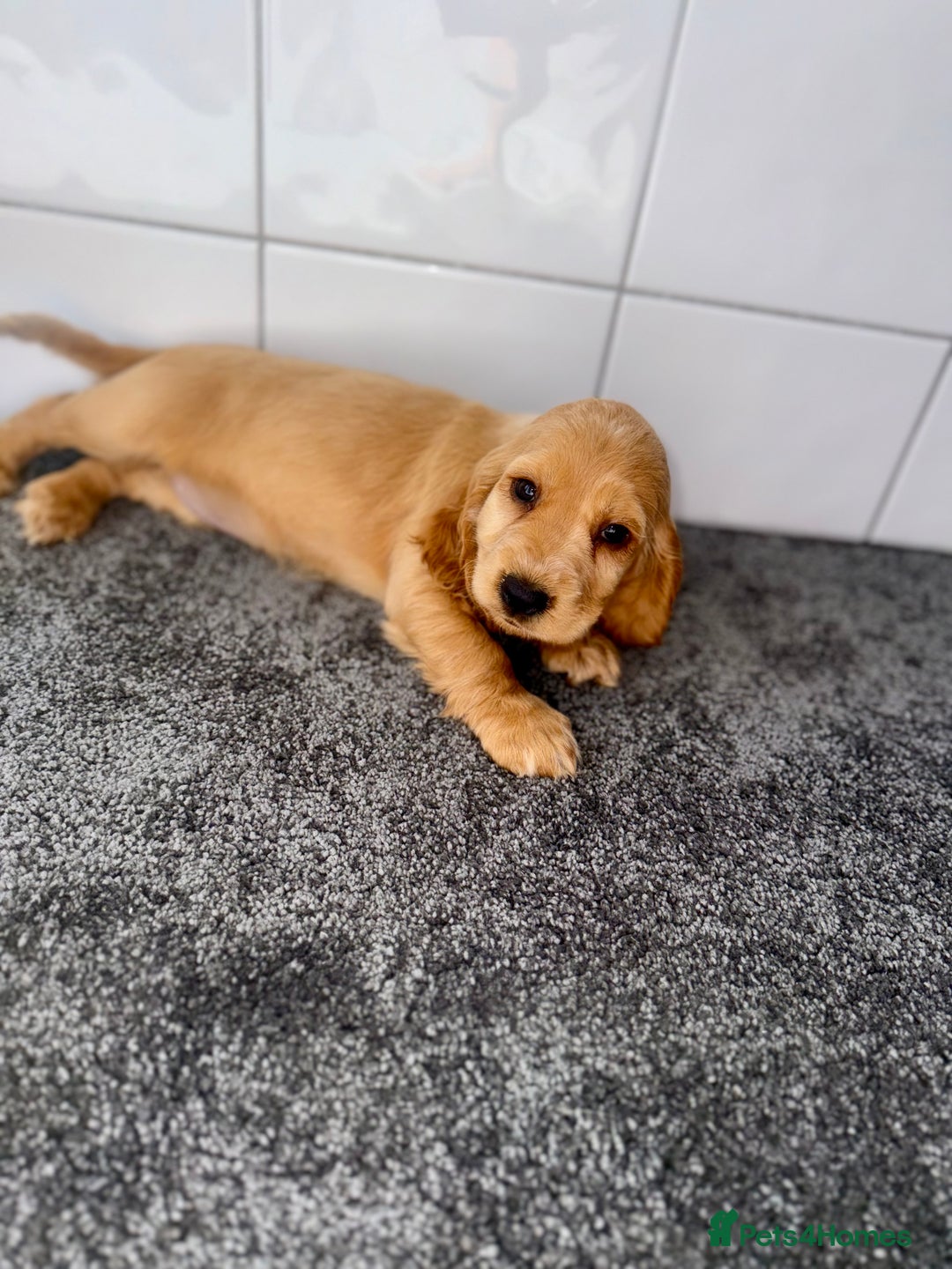 Cocker Spaniel dogs for sale: 6 stunning show type cocker spaniels  - Image 30