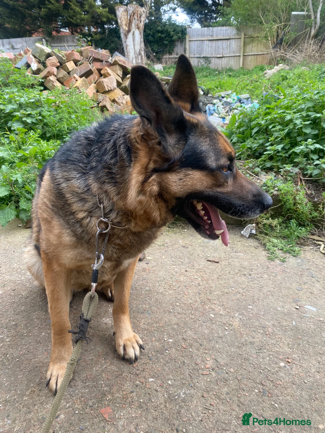 German Shepherd dogs for sale: German Shepherd Female Very Healthy and Active  in Birmingham - Advert 2