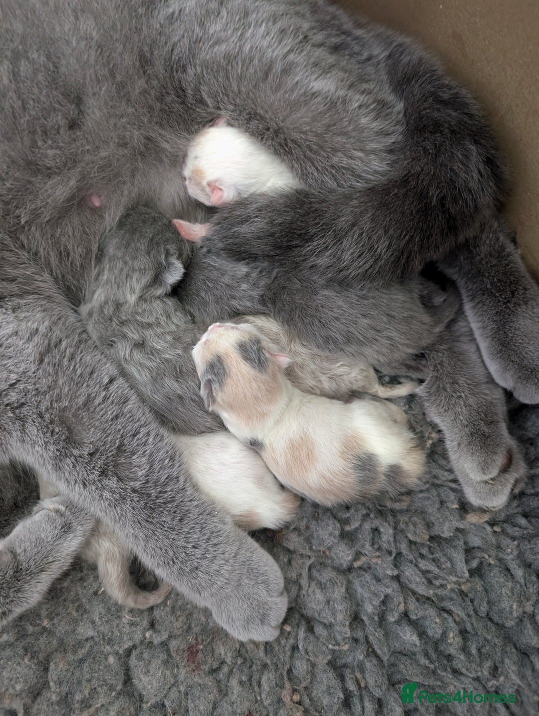 British Shorthair cats for sale: Gorgeous British shorthair kittens  - Advert 18