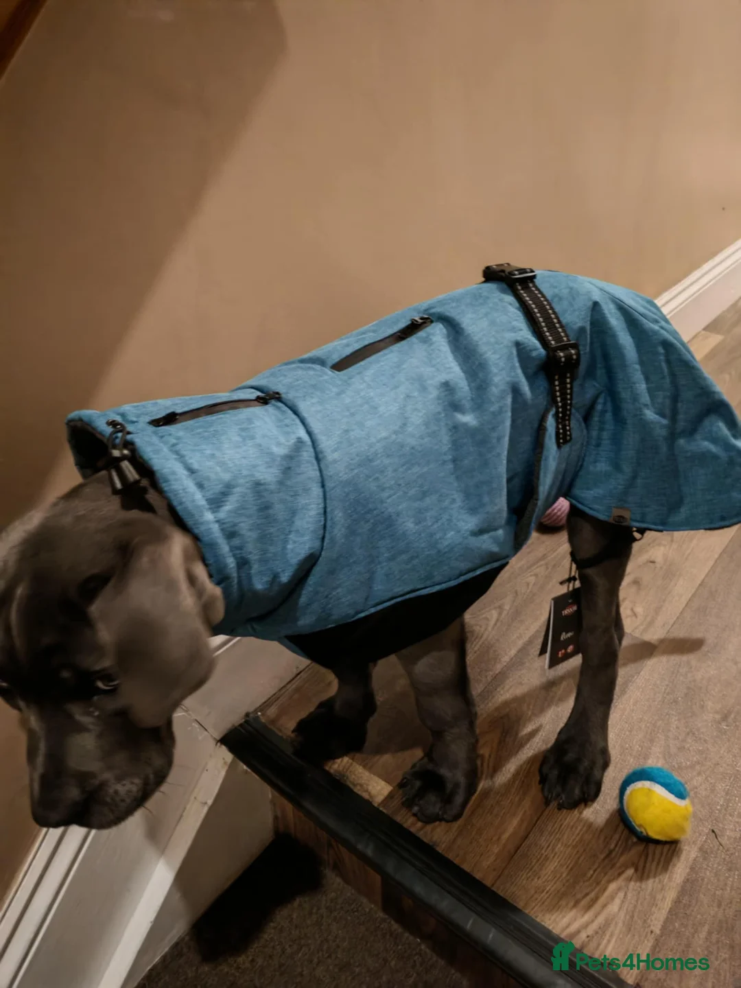 Gallery Image {{count}}