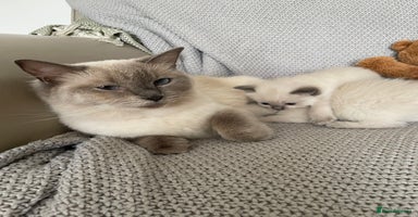 Ragdoll cats - Advert 14