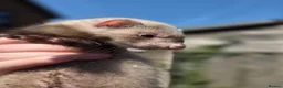 Ferret rodents for sale: Baby ferrets for sale ready to go now - Advert 3