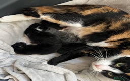Mixed Breed cats for sale: Kittens for sale - Image 7