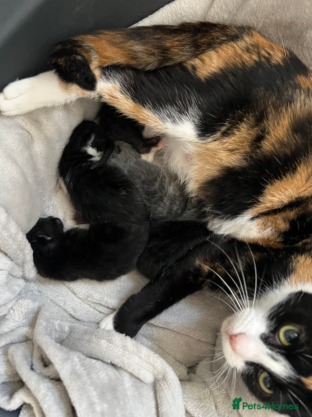 Mixed Breed cats for sale: Kittens for sale - Image 7