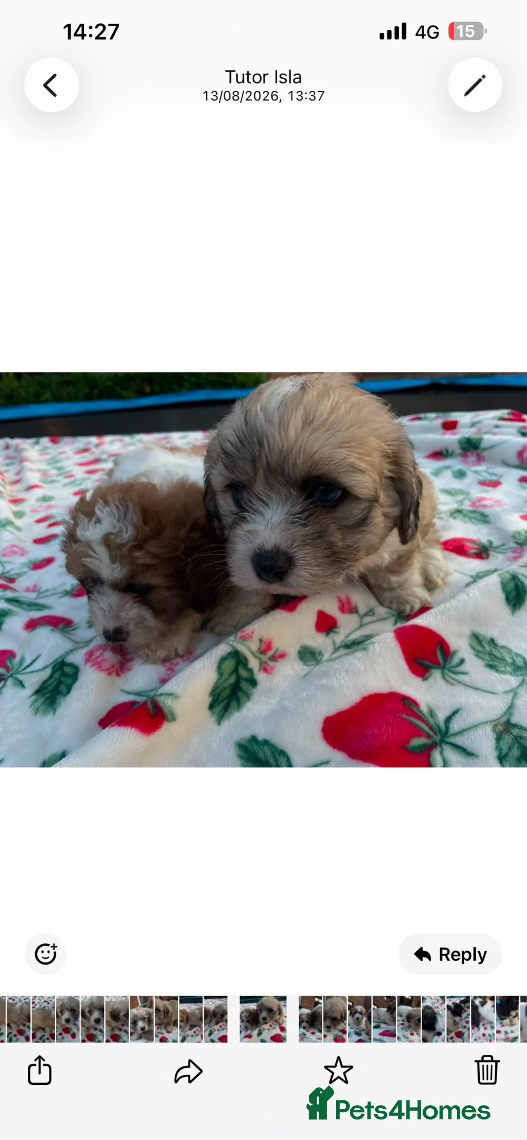 Mixed Breed dogs for sale: Adorable teddy bear shihpoo X chihuahua puppies - Advert 1