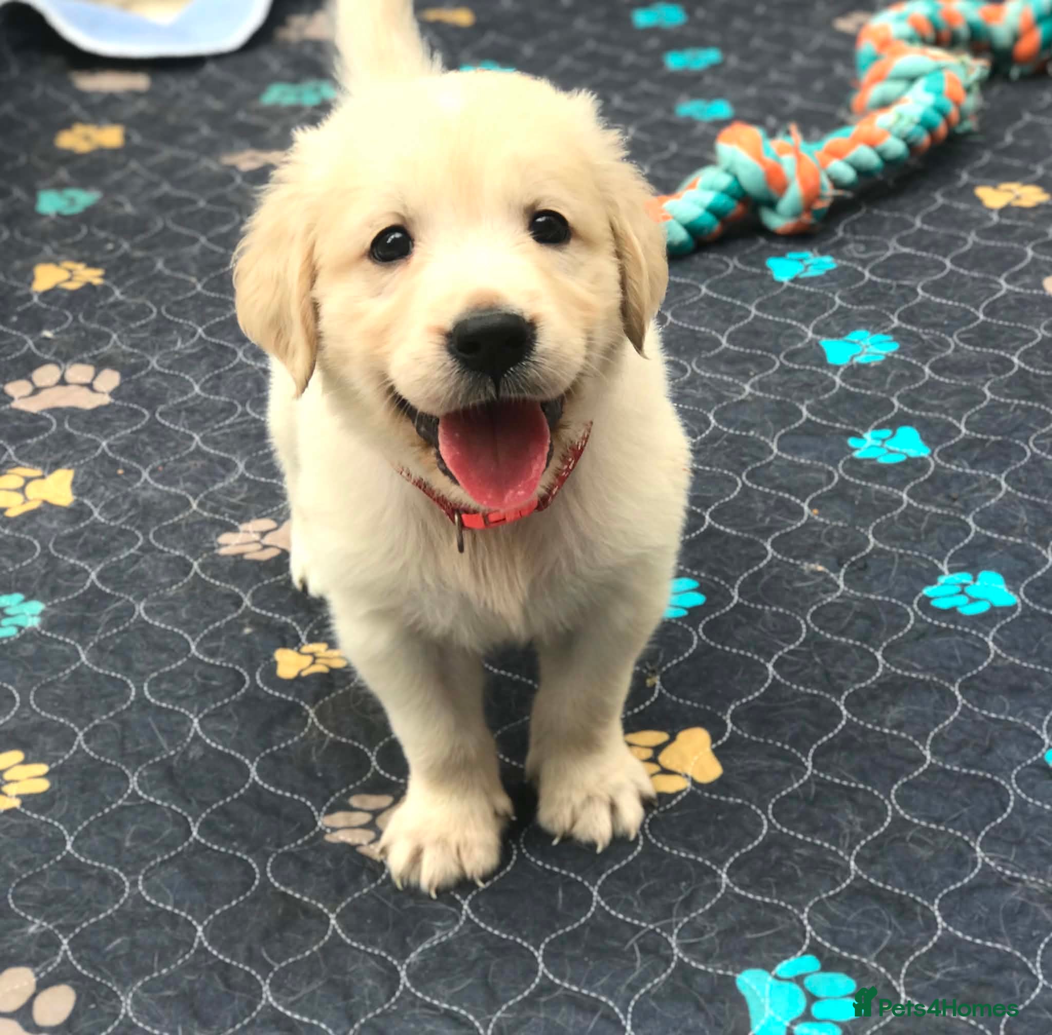 Golden Retriever dogs Championship lines puppies - Advert 2