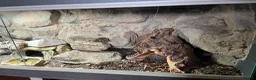 Leopard Gecko reptiles for sale: Leopard gecko with full setup - Advert 6