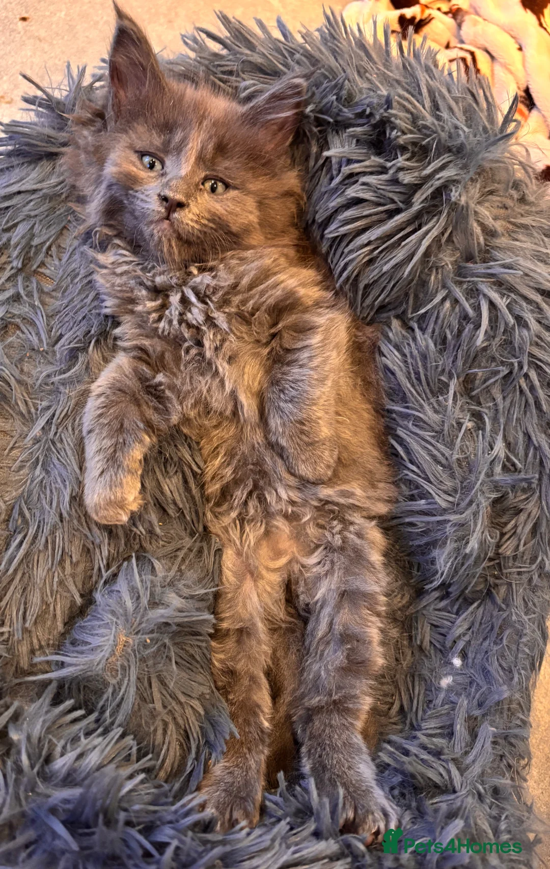 Maine Coon cats for sale: Council licensed TICA Maine Coon kittens - Advert 2