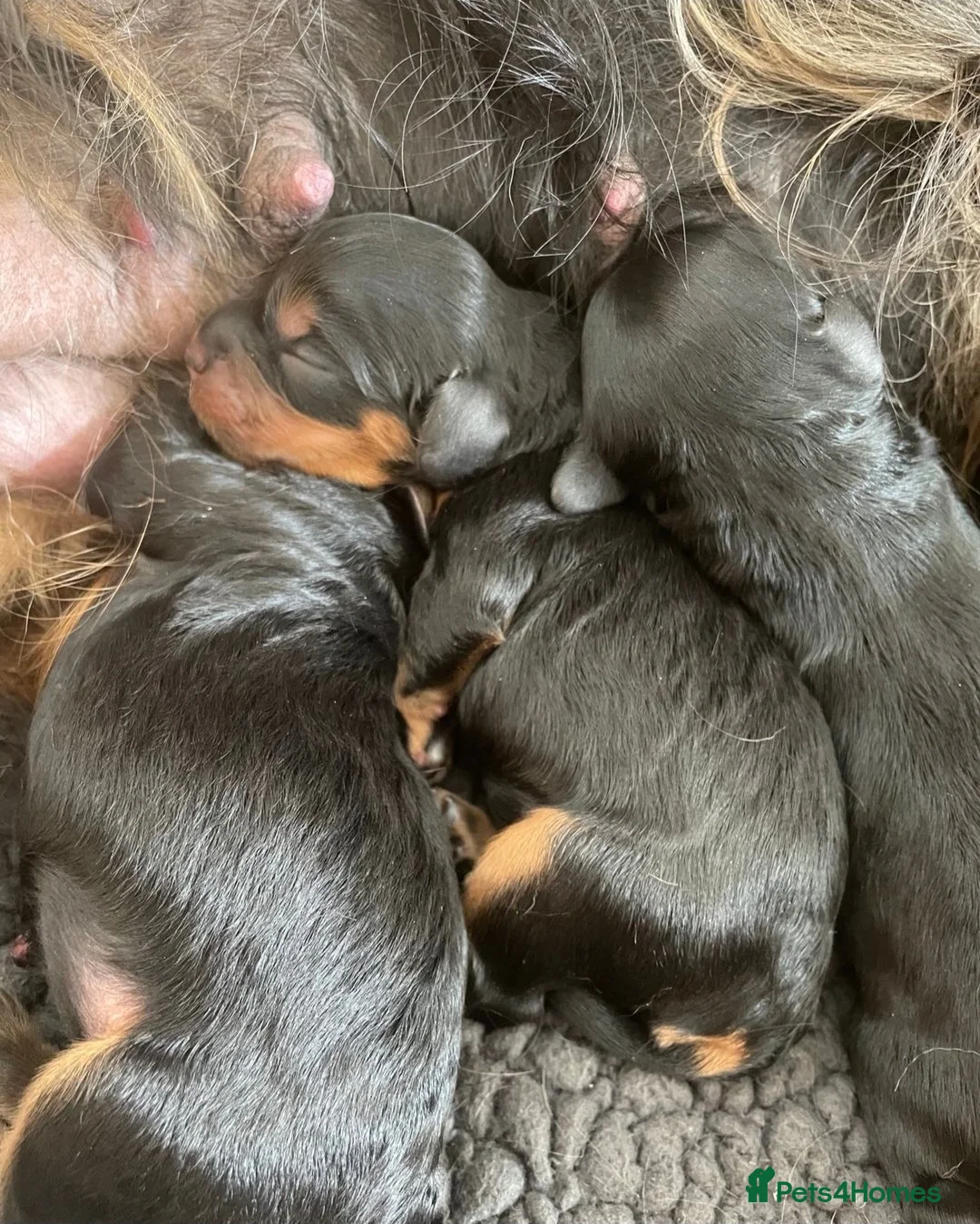 Toy Poodle dogs for stud: Toy poodle stud boy  in Blackburn - Advert 10