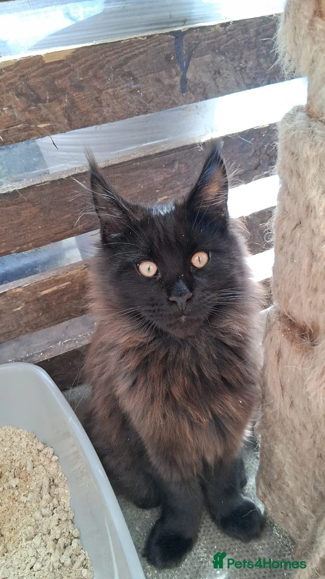 Maine Coon cats for sale: Maine Coon XL active - Advert 1