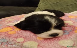 Cavapoo dogs for sale: A stunning litter of cavapoo beautiful costs  - Image 12