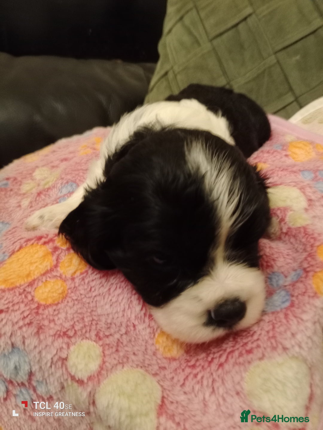 Cavapoo dogs for sale: A stunning litter of cavapoo beautiful costs  - Image 12