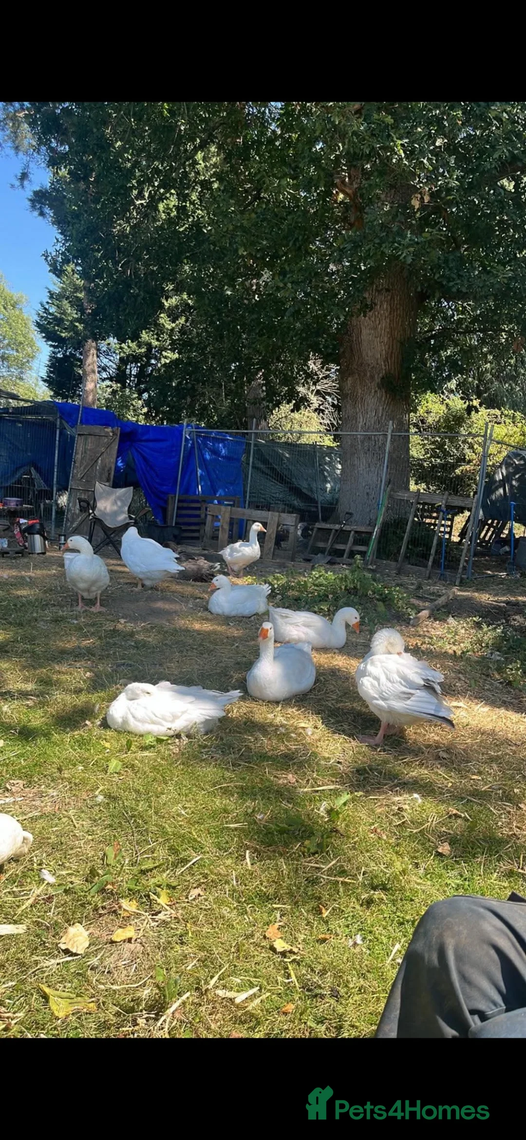 Geese poultry for sale: 8 gorgeous geese mixed sexes  - Advert 1