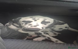 Dalmatian dogs for sale: Dalmatian puppy for rehoming  - Image 1