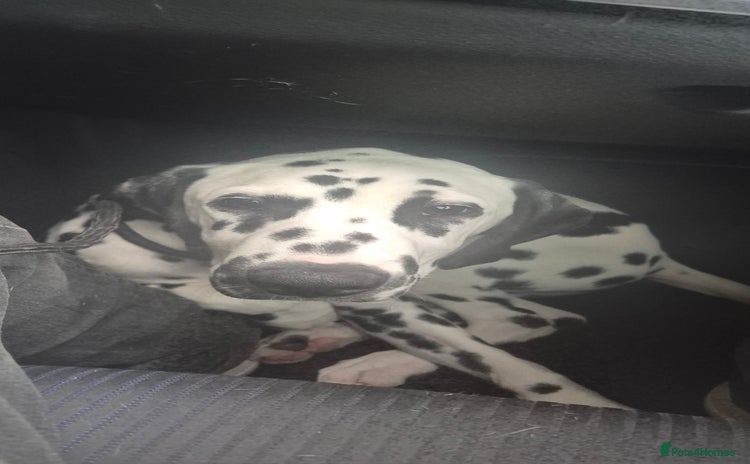 Dalmatian dogs - Advert 1