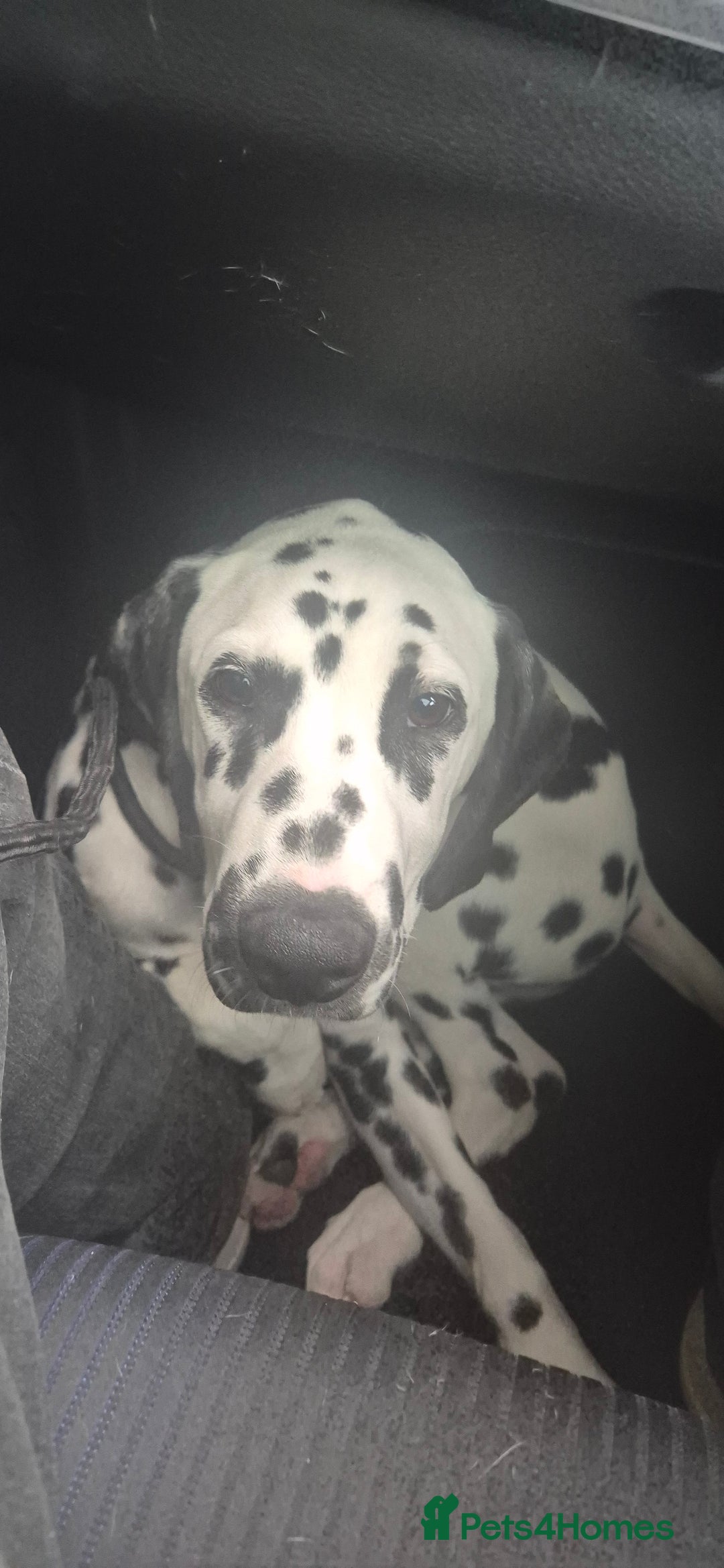 Dalmatian dogs for sale: Dalmatian puppy for rehoming  - Image 1