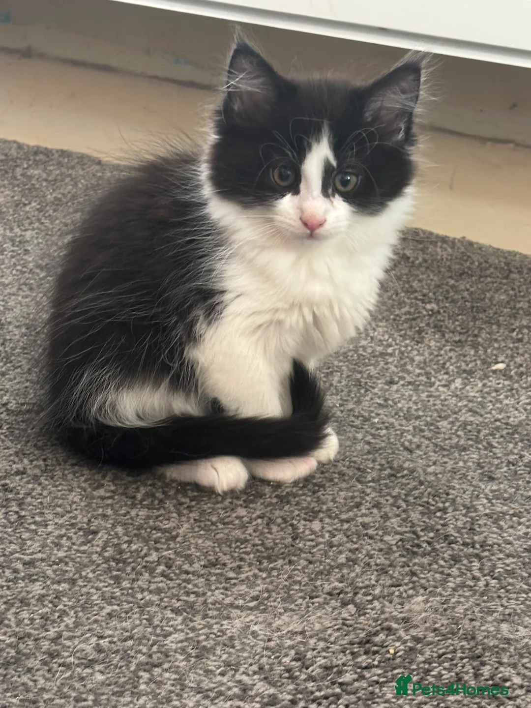 Maine Coon cats for sale: Full Maine coon female  - Advert 2