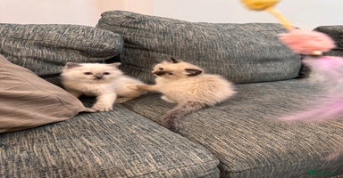 Ragdoll cats 6 Ragdoll kittens - Advert 4