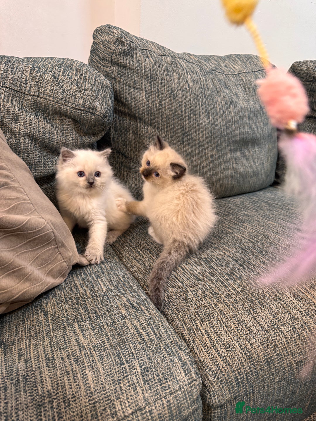 Ragdoll cats for sale: 6 Ragdoll kittens - Advert 3