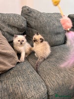 Ragdoll cats 6 Ragdoll kittens - Advert 5