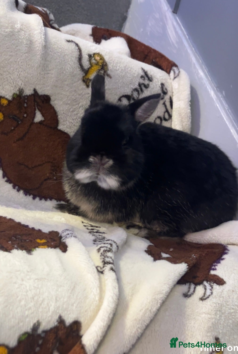 Netherland Dwarf rabbits Show doe - Advert 14