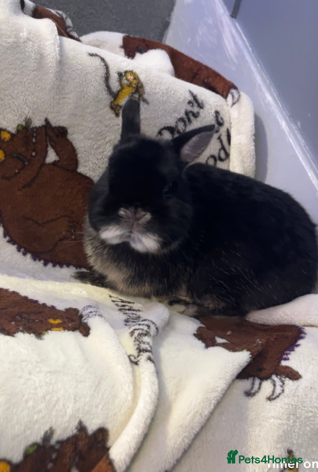 Netherland Dwarf rabbits for sale: Show doe - Advert 1