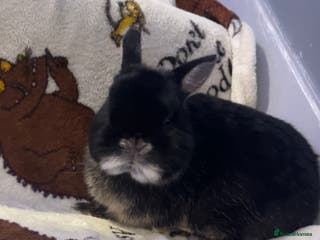 Netherland Dwarf rabbits Show doe - Advert 14