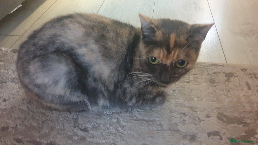 Mixed Breed cats for sale: 5 kittens looking for forever homes. - Image 2