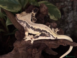 Gecko reptiles PRICE DROP Female Crested Gecko - Advert 19