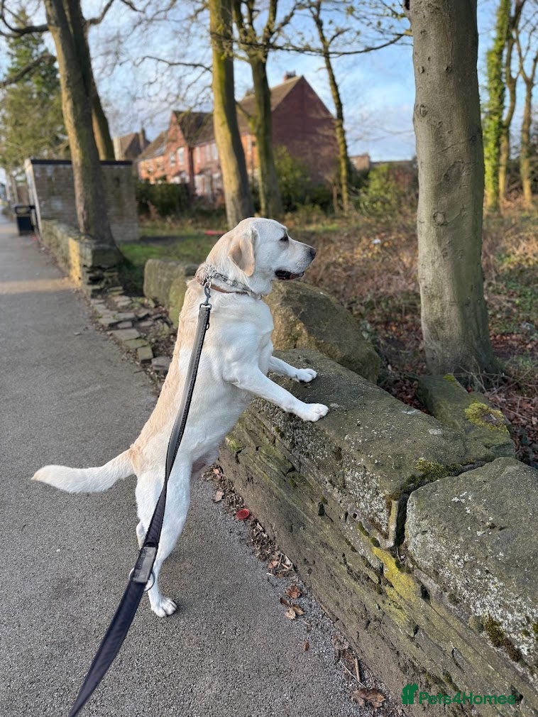 Labrador Retriever dogs Bruno Kler - Advert 15