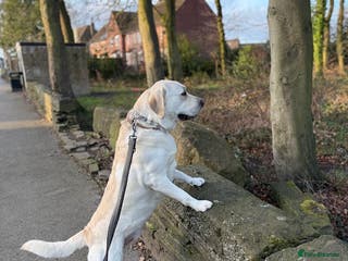 Labrador Retriever dogs Bruno Kler - Advert 16