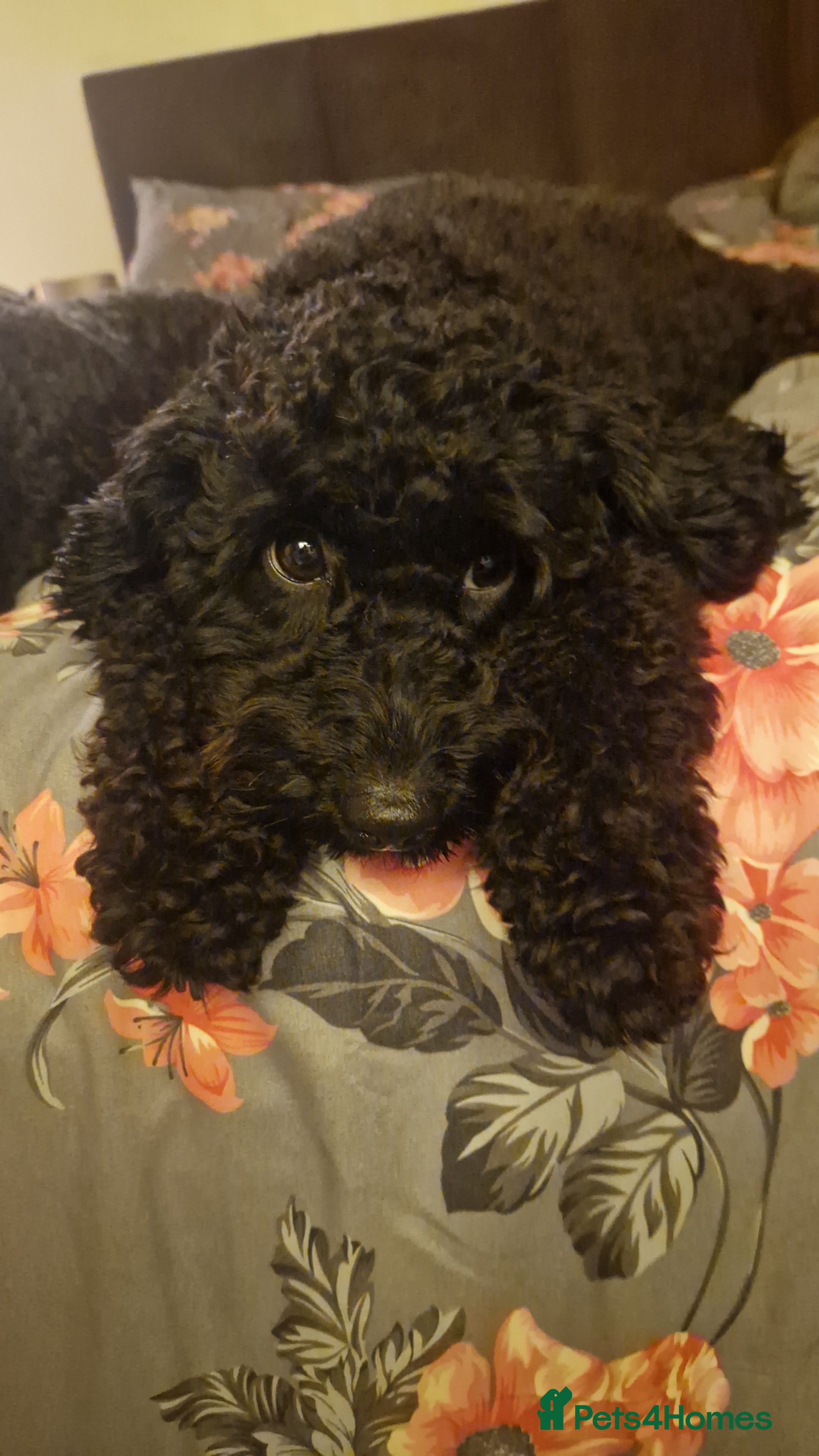 Cockapoo dogs Toy cockerpoos  - Advert 1