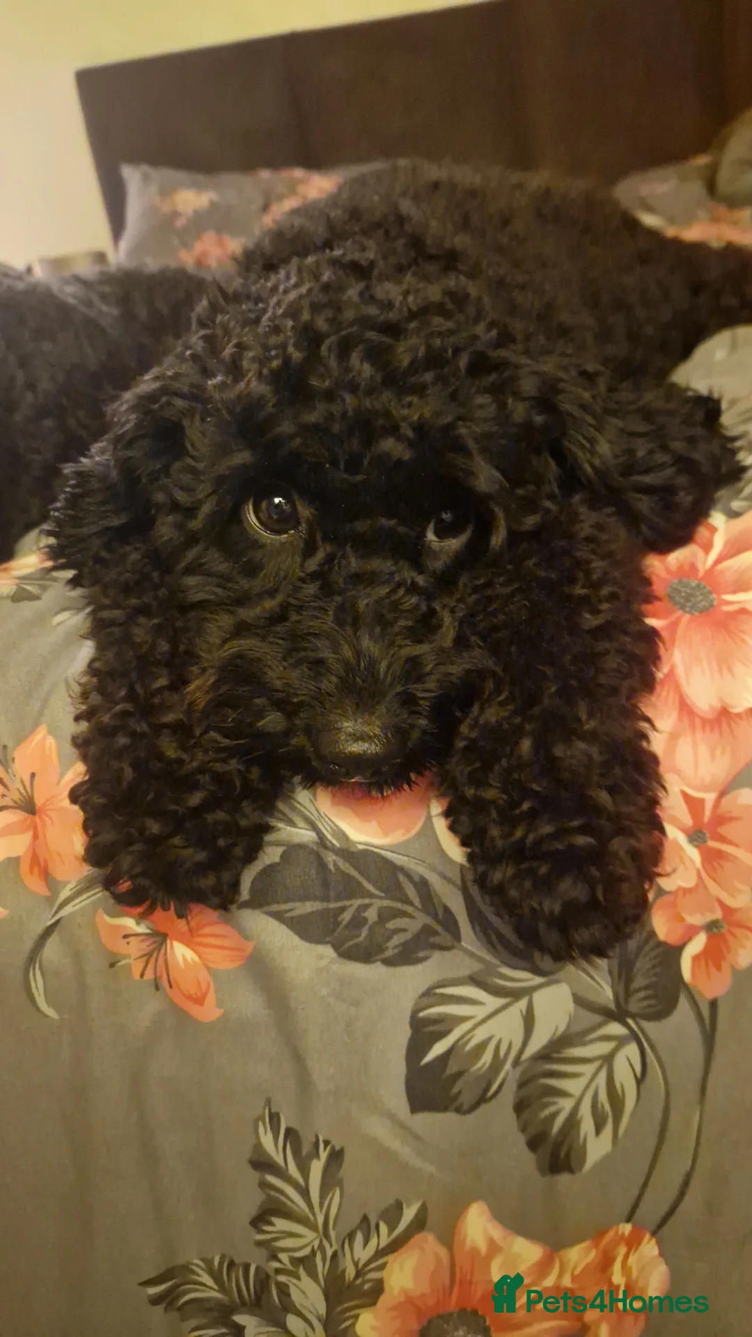 Cockapoo dogs for sale: Toy cockerpoos  - Advert 1