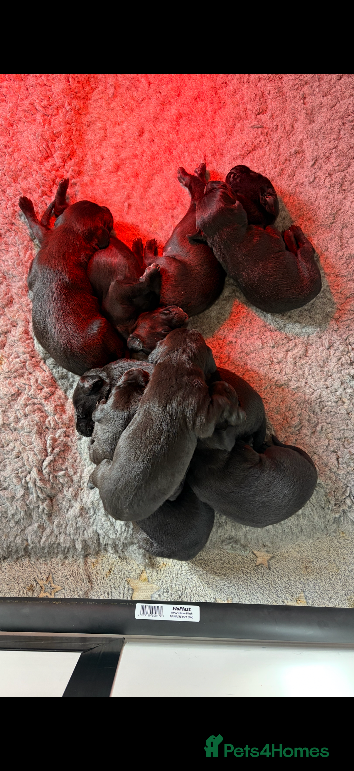 Mixed Breed dogs 8 F2B LABMARANER / WEIMADOR  - Advert 2