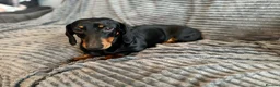 Dachshund dogs for sale: KC registered Black and Tan dachshund girl  - Advert 2