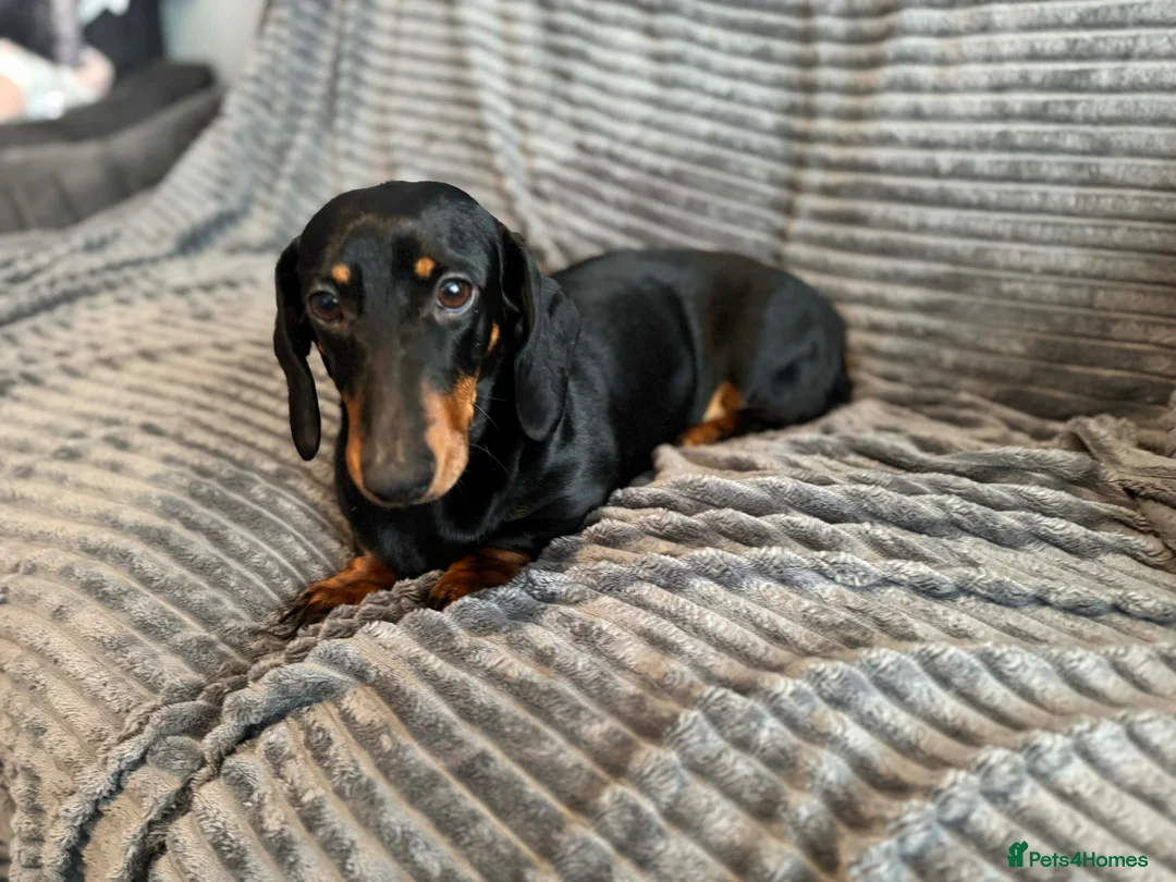 Dachshund dogs for sale: KC registered Black and Tan dachshund girl  - Advert 2