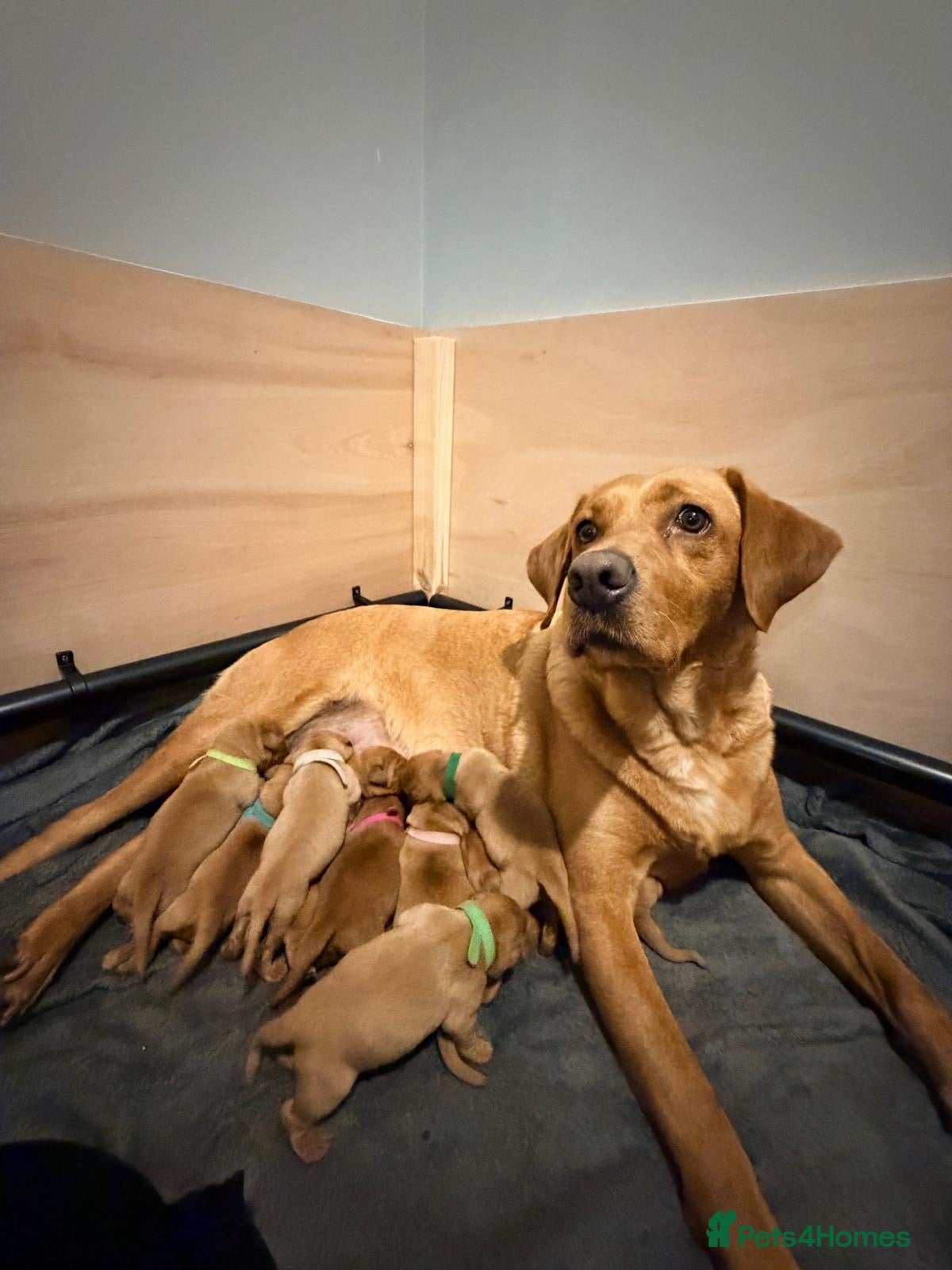 Labrador Retriever dogs KC registered Fox red Labrador puppies  - Advert 5