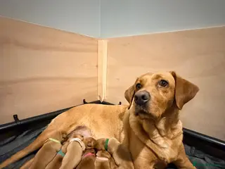 Labrador Retriever dogs KC registered Fox red Labrador puppies - Advert 5