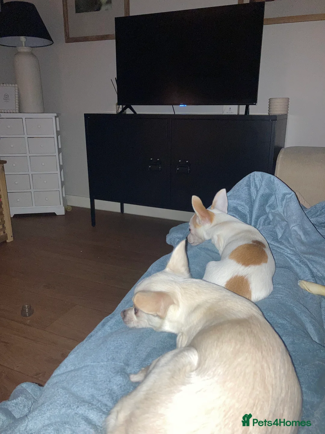 Chihuahua dogs for sale: White & fawn girl  - Advert 1