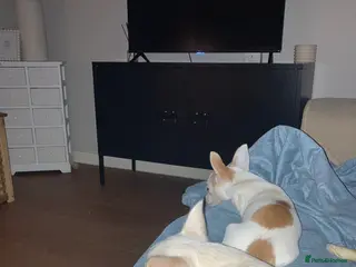 Chihuahua dogs White & fawn girl - Advert 1