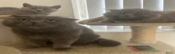 Scottish Fold cats for stud: 🐾 Tom – Proven Scottish Fold Stud 🐾 - Advert 4