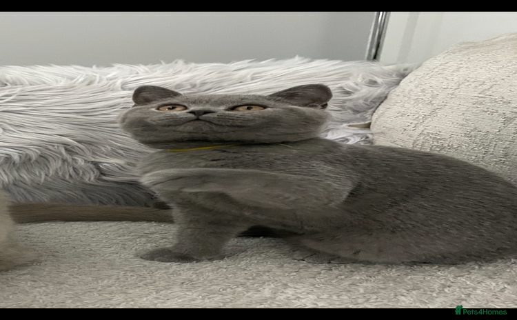 British Shorthair cats - Advert 9