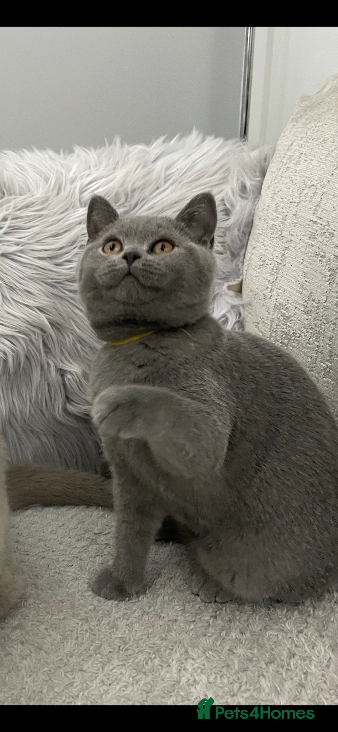 British Shorthair cats for sale: 🔥💗 BLUE FEMALE KITTEN READY NOW 💗🔥 - Image 1