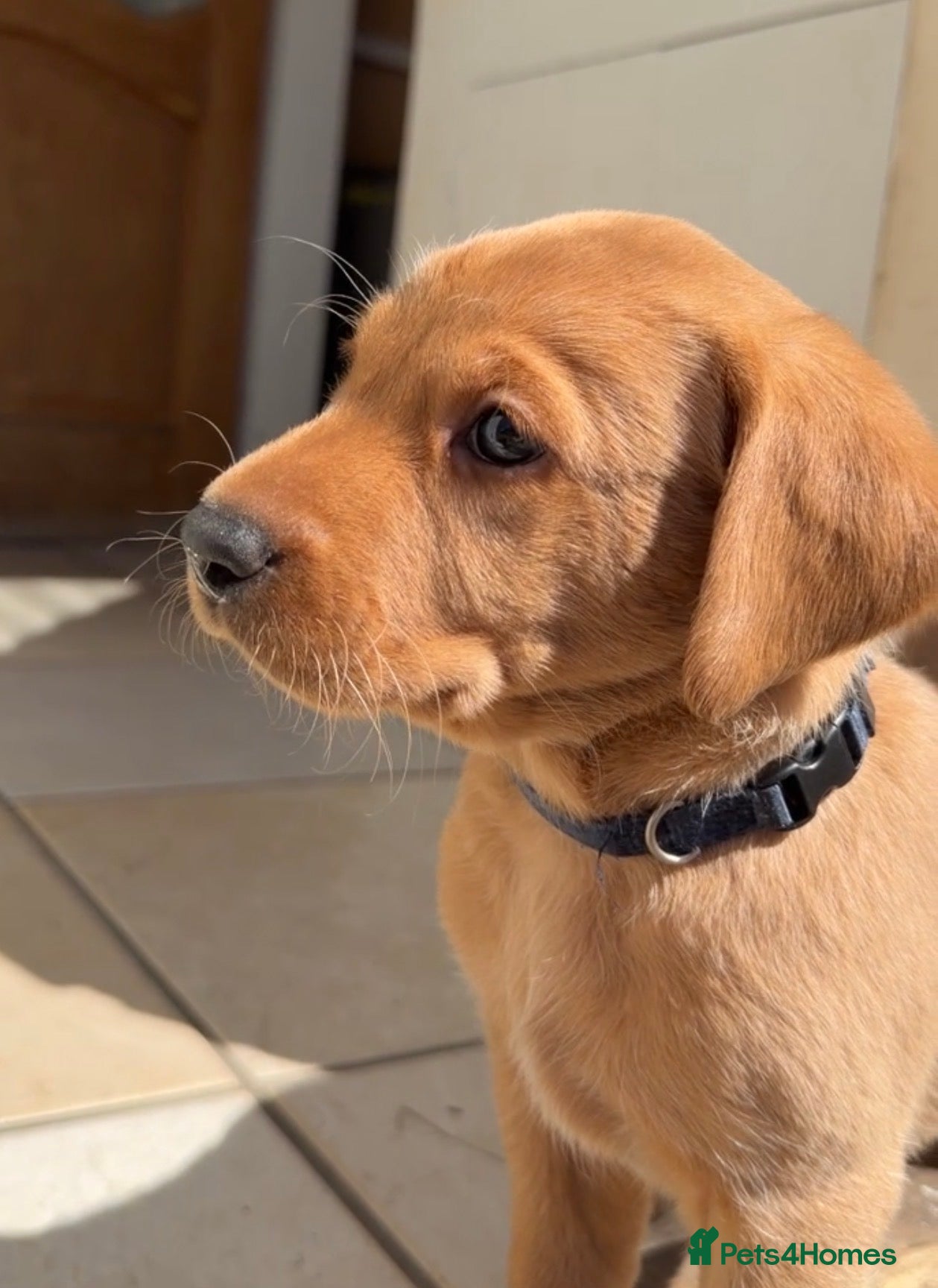 Labrador Retriever dogs KC FOX RED LABRADOR HEALTH TESTED HOMEBRED PUPS - Advert 1