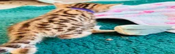 Bengal cats for sale: Amazing Bengal Kittens for sale  - Advert 14