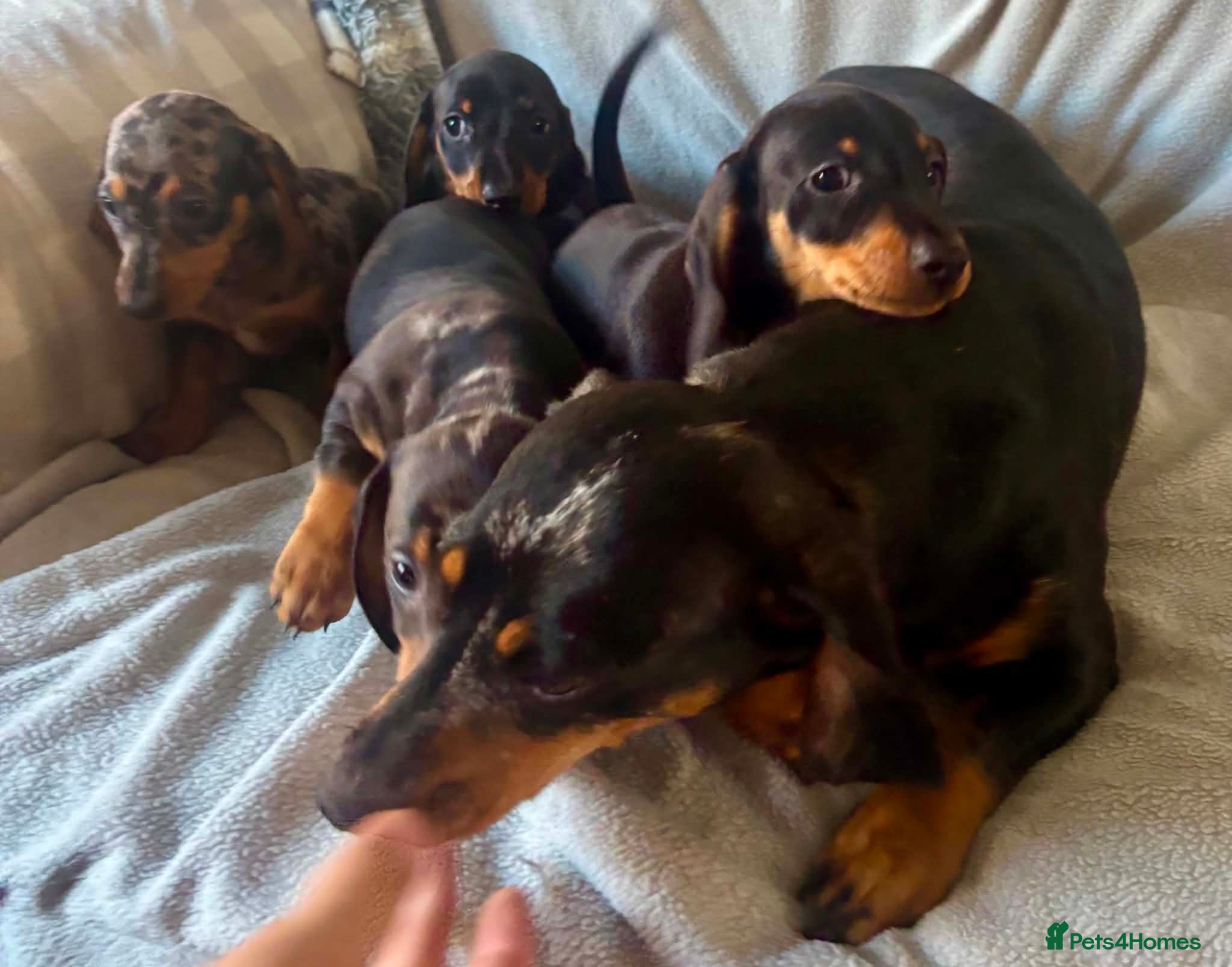 Miniature Dachshund dogs Beautiful Miniature Dachshund Puppies For Sale - Advert 2