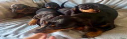 Miniature Dachshund dogs for sale: Beautiful Miniature Dachshund Puppies For Sale - Advert 2