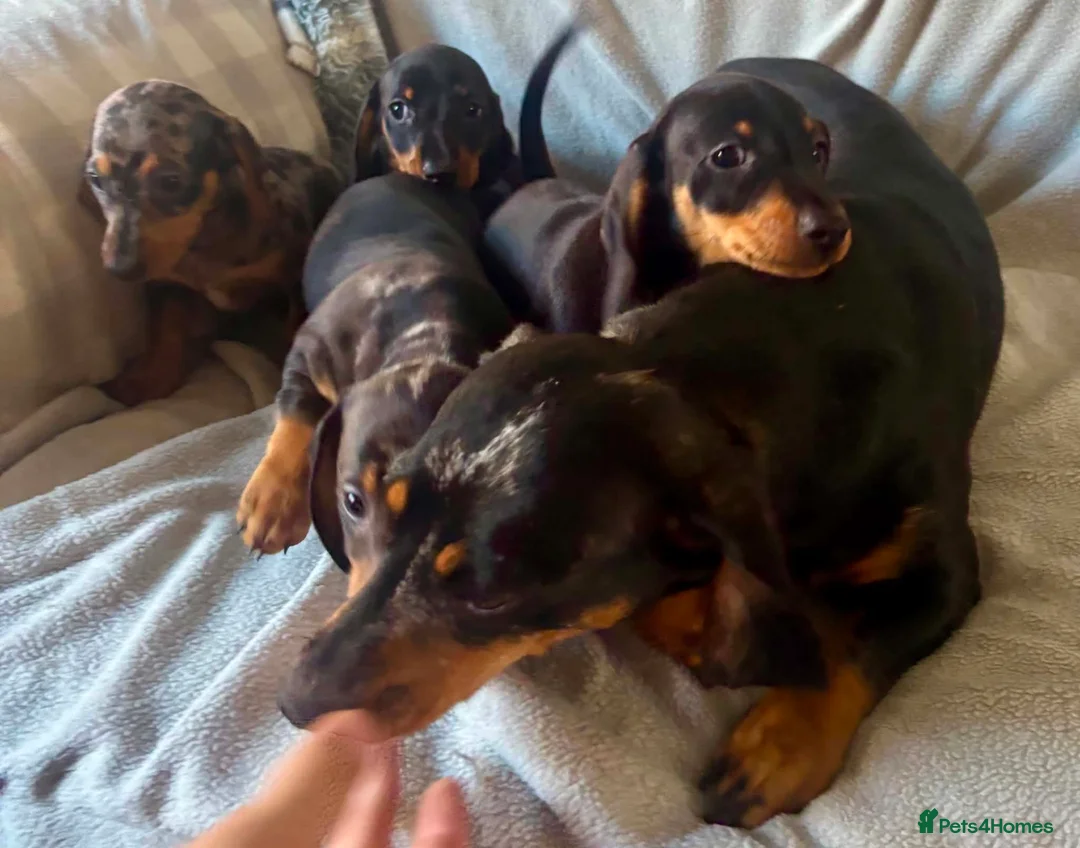 Miniature Dachshund dogs for sale: Beautiful Miniature Dachshund Puppies For Sale - Advert 2