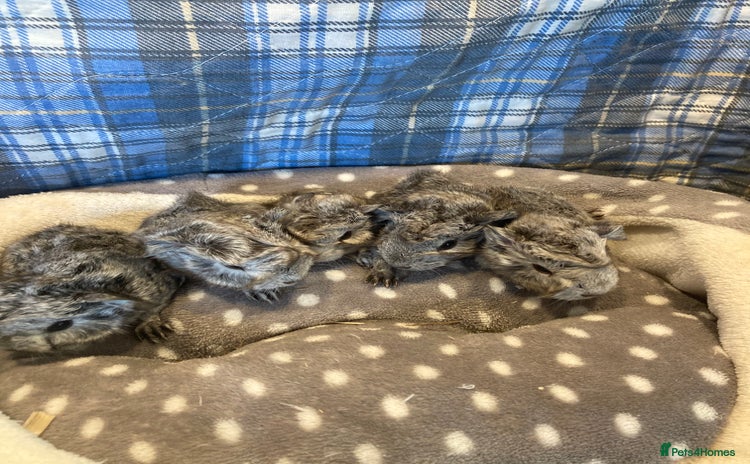 Guinea Pig rodents in Lytham Saint Annes - Advert 13