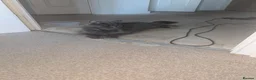 Maine Coon cats for sale: Maincoons wihtout papers  in Leamington Spa - Advert 21